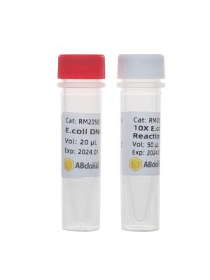 E.coli DNA Ligase