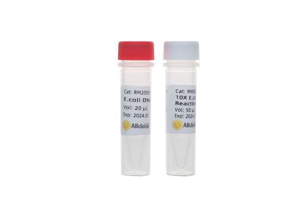 E.coli DNA Ligase