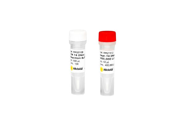 Heat-T4 DNA Ligase